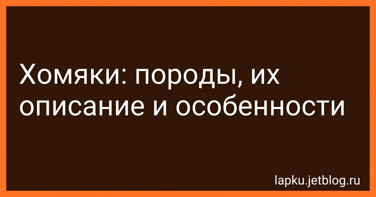 Хомяки: породы, их описание и особенности image