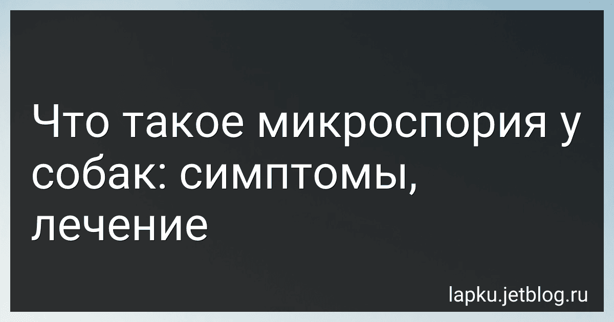 Что такое микроспория у собак: симптомы, лечение preview