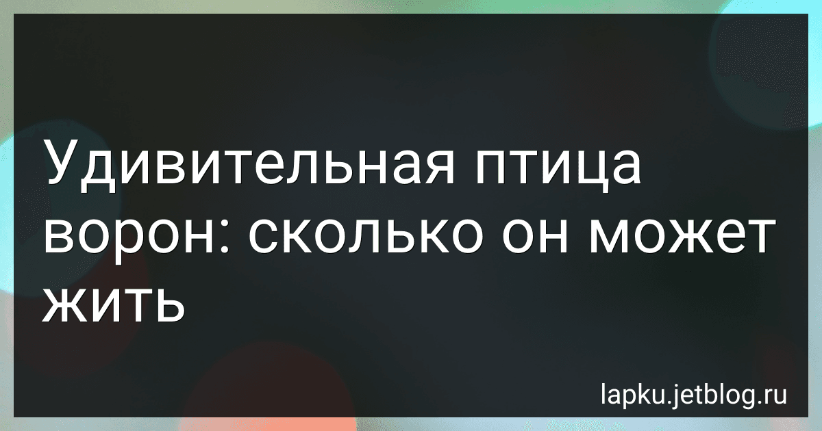 Удивительная птица ворон: сколько он может жить image
