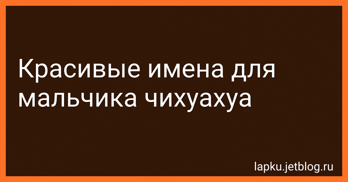 Красивые имена для мальчика чихуахуа preview