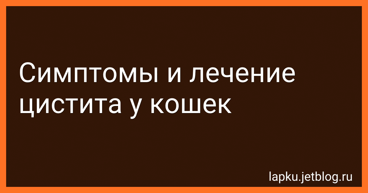 Симптомы и лечение цистита у кошек image