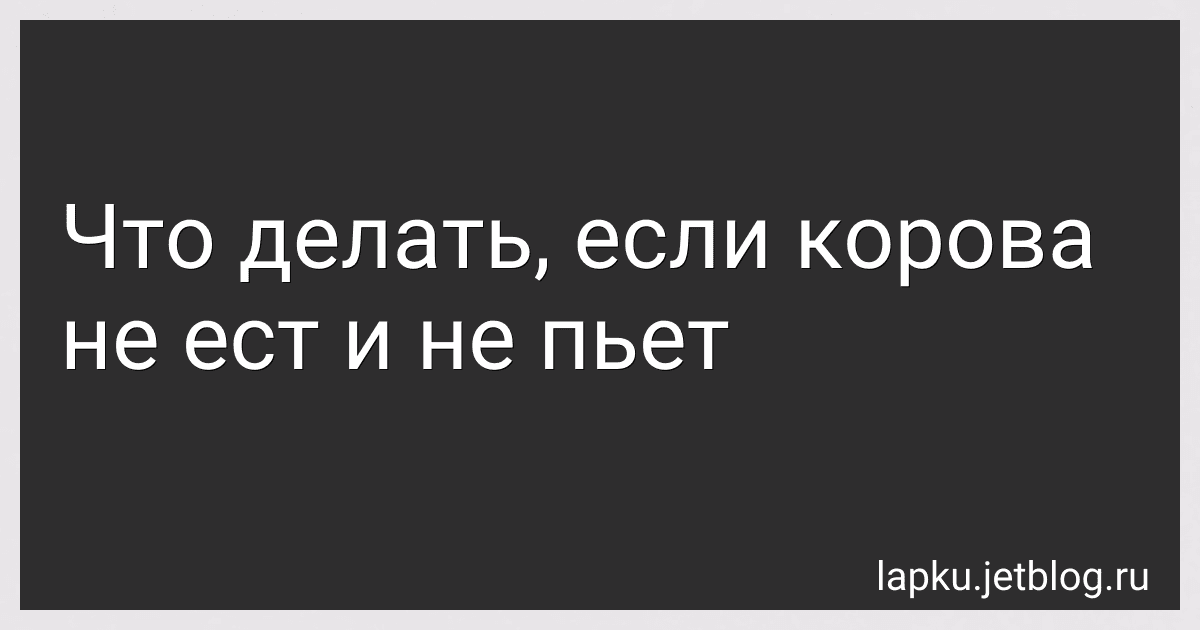 Что делать, если корова не ест и не пьет image