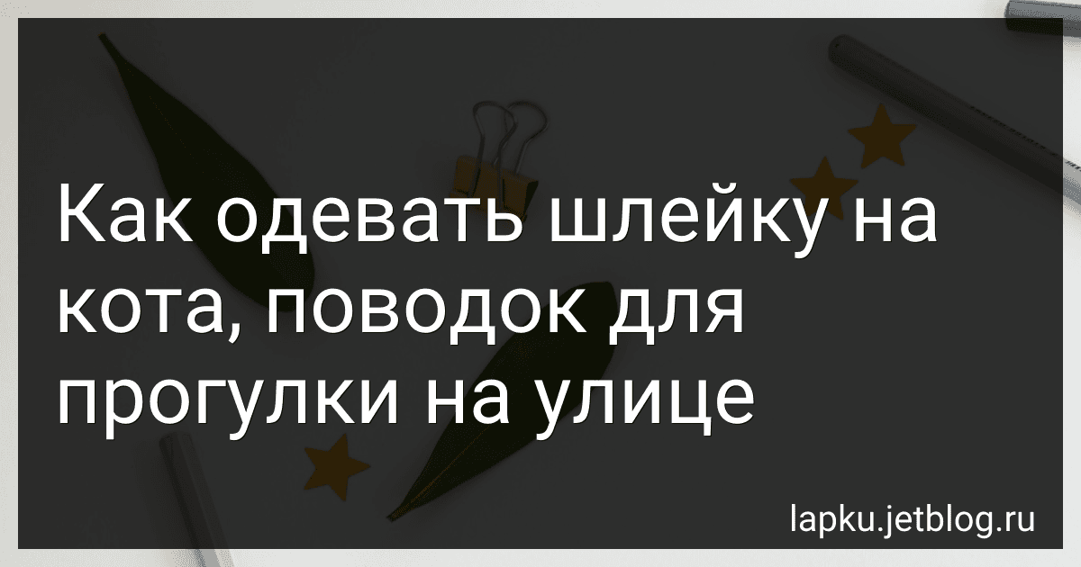 Как одевать шлейку на кота, поводок для прогулки на улице image