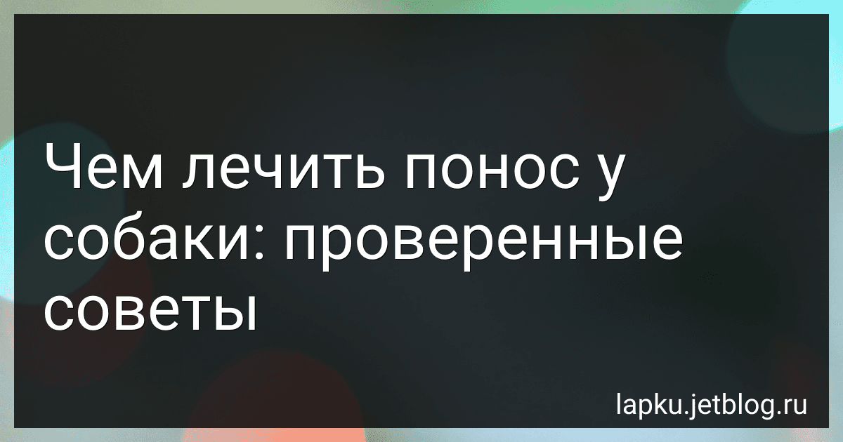 Чем лечить понос у собаки: проверенные советы preview