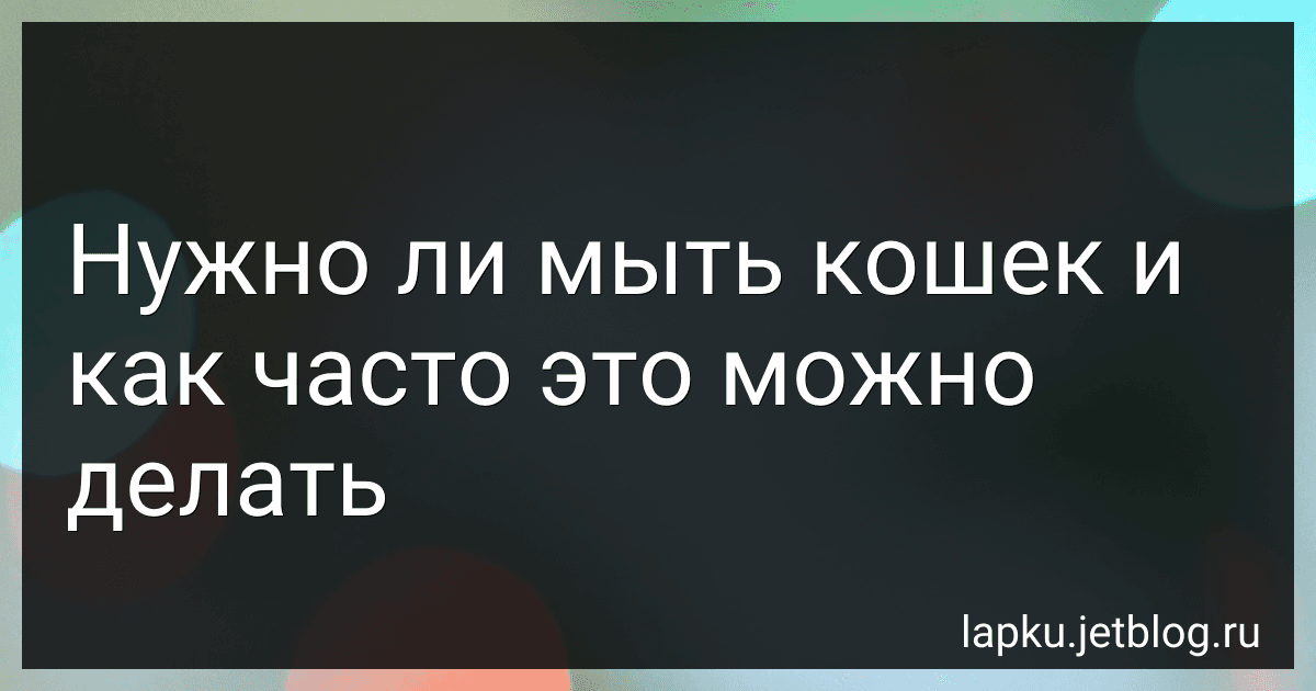 Нужно ли мыть кошек и как часто это можно делать image