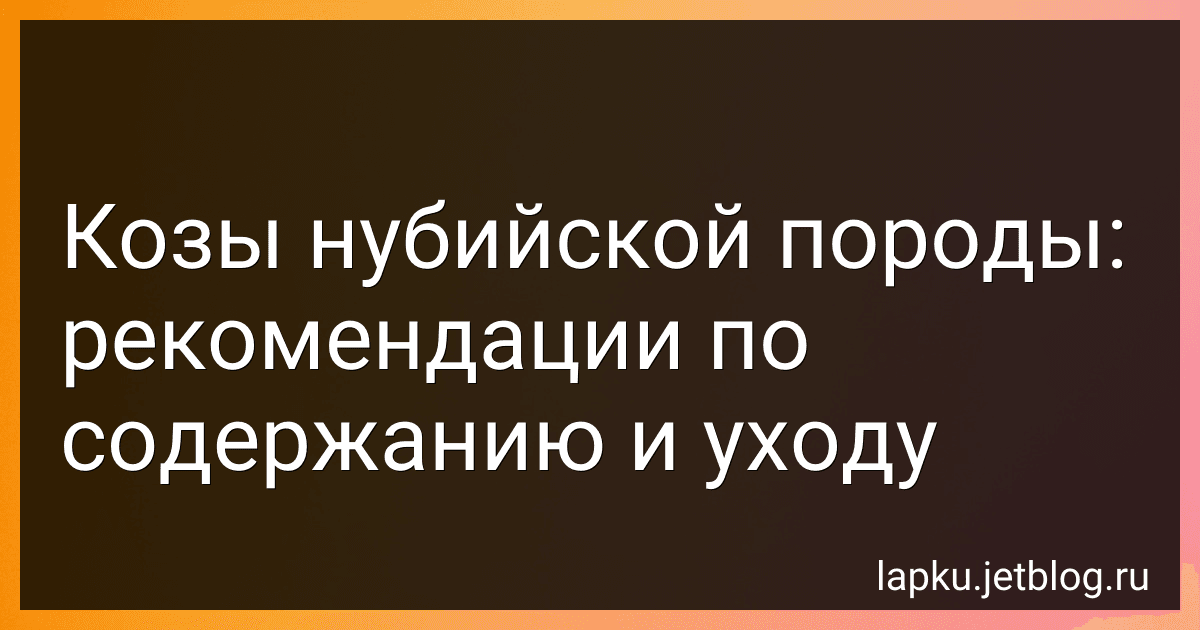 Козы нубийской породы: рекомендации по содержанию и уходу image