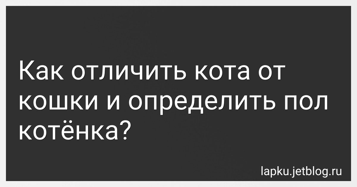 Как отличить кота от кошки и определить пол котёнка? image
