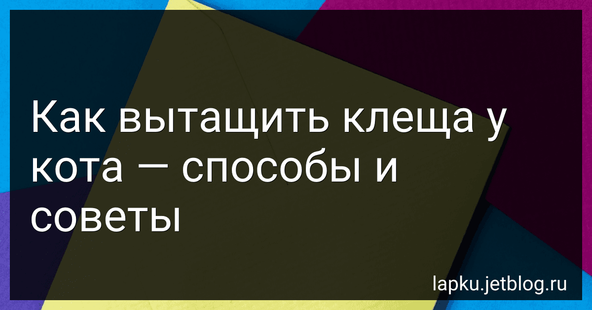 Как вытащить клеща у кота - способы и советы image