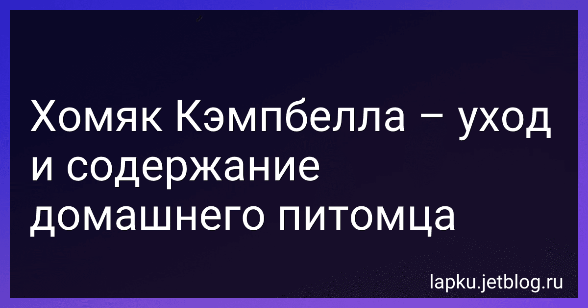 Хомяк Кэмпбелла – уход и содержание домашнего питомца image