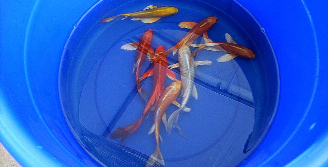 Adding Koi and Goldfish in the Fall image