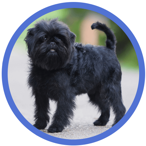 Affenpinscher preview