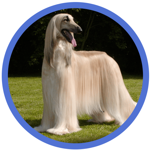 Afghan Hound preview