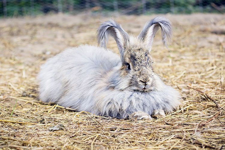 Angora rabbit image