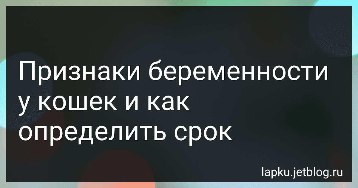 Признаки беременности у кошек и как определить срок image