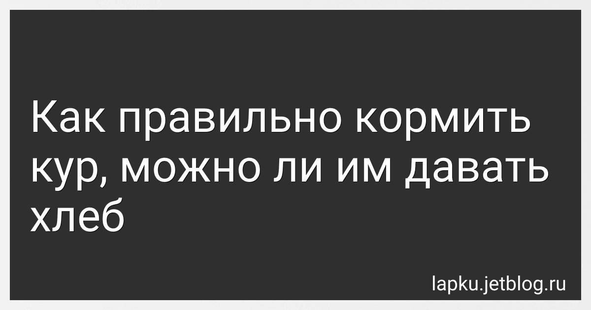 Как правильно кормить кур, можно ли им давать хлеб image
