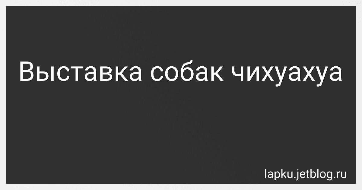 Выставка собак чихуахуа preview