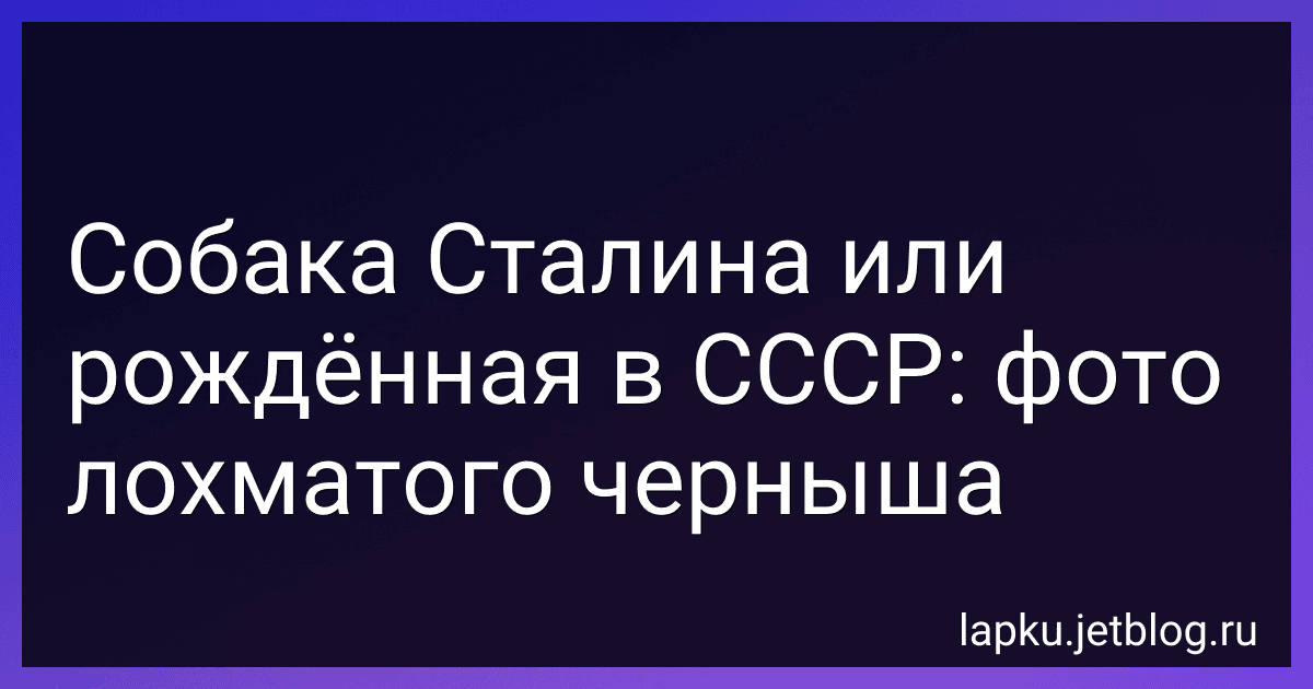 Собака Сталина или рождённая в СССР: фото лохматого черныша image