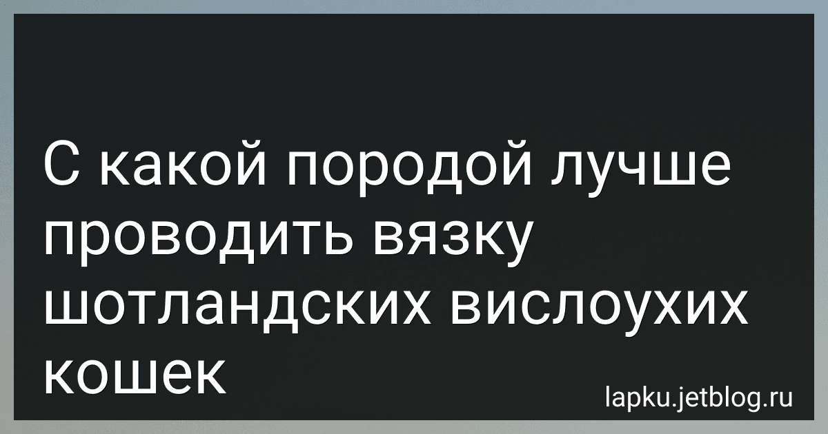 С какой породой лучше проводить вязку шотландских вислоухих кошек image