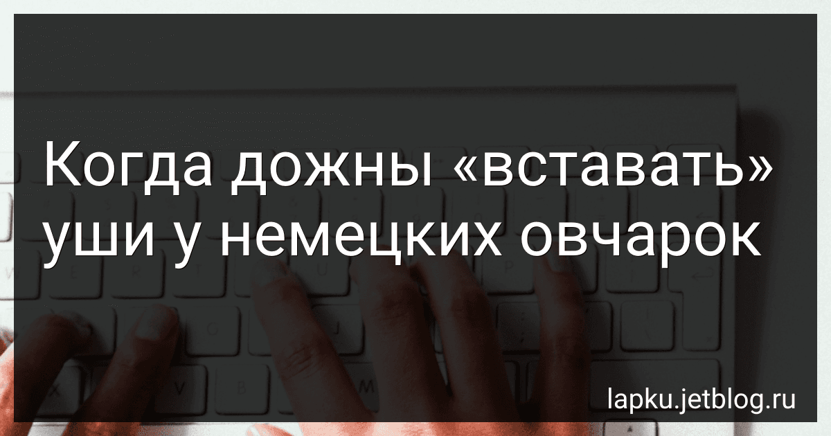 Когда дожны «вставать» уши у немецких овчарок preview