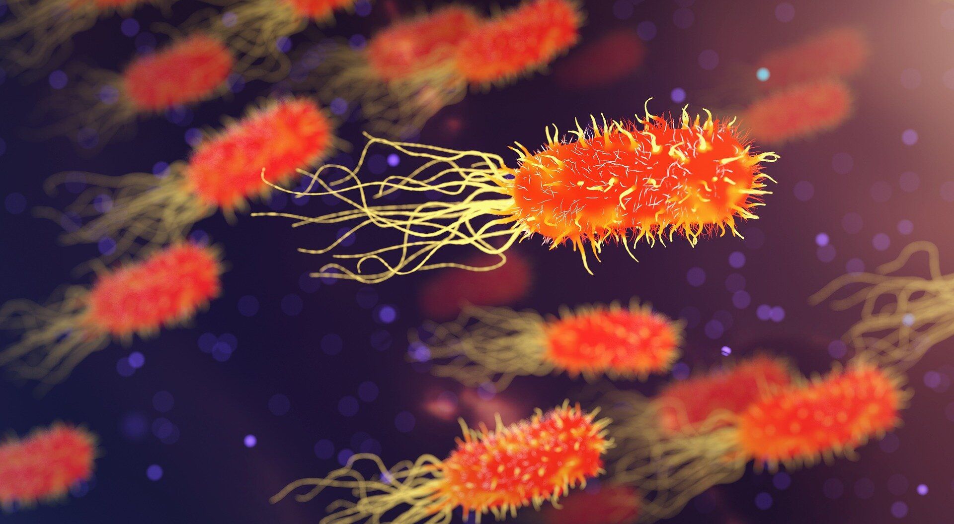Battle of the Bacteria image