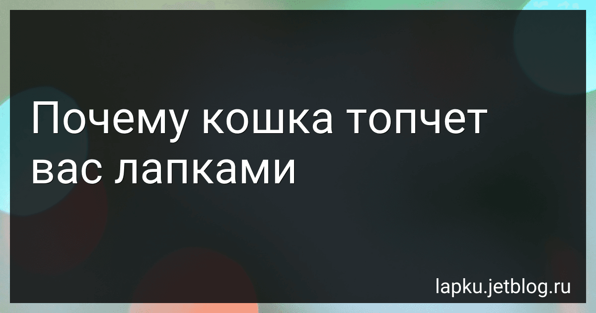 Почему кошка топчет вас лапками image