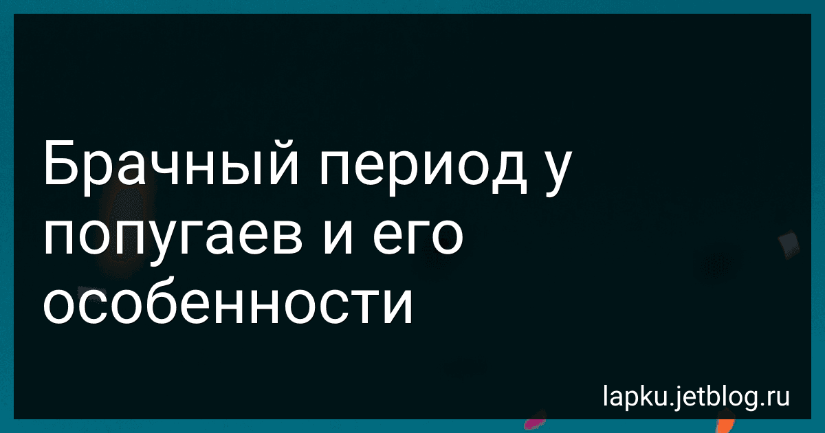 Брачный период у попугаев и его особенности image