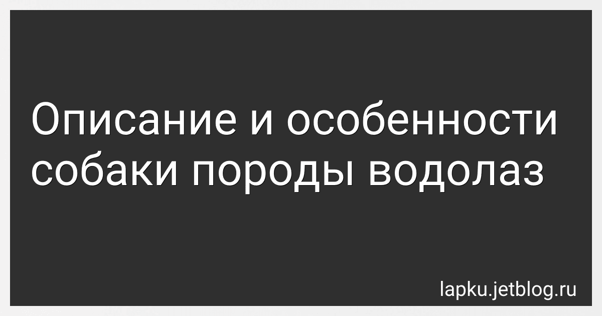 Описание и особенности собаки породы водолаз preview