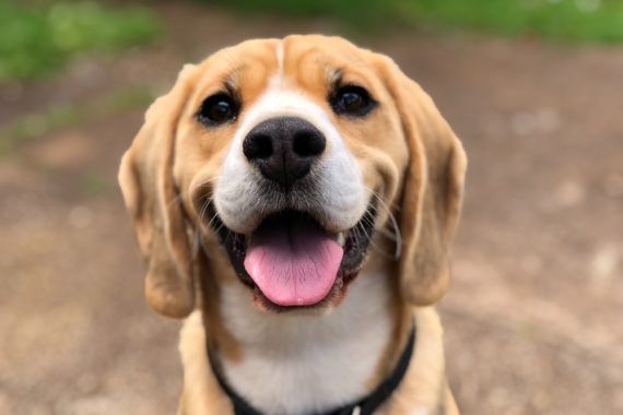 5 Best Top Pet Insurance Stocks preview