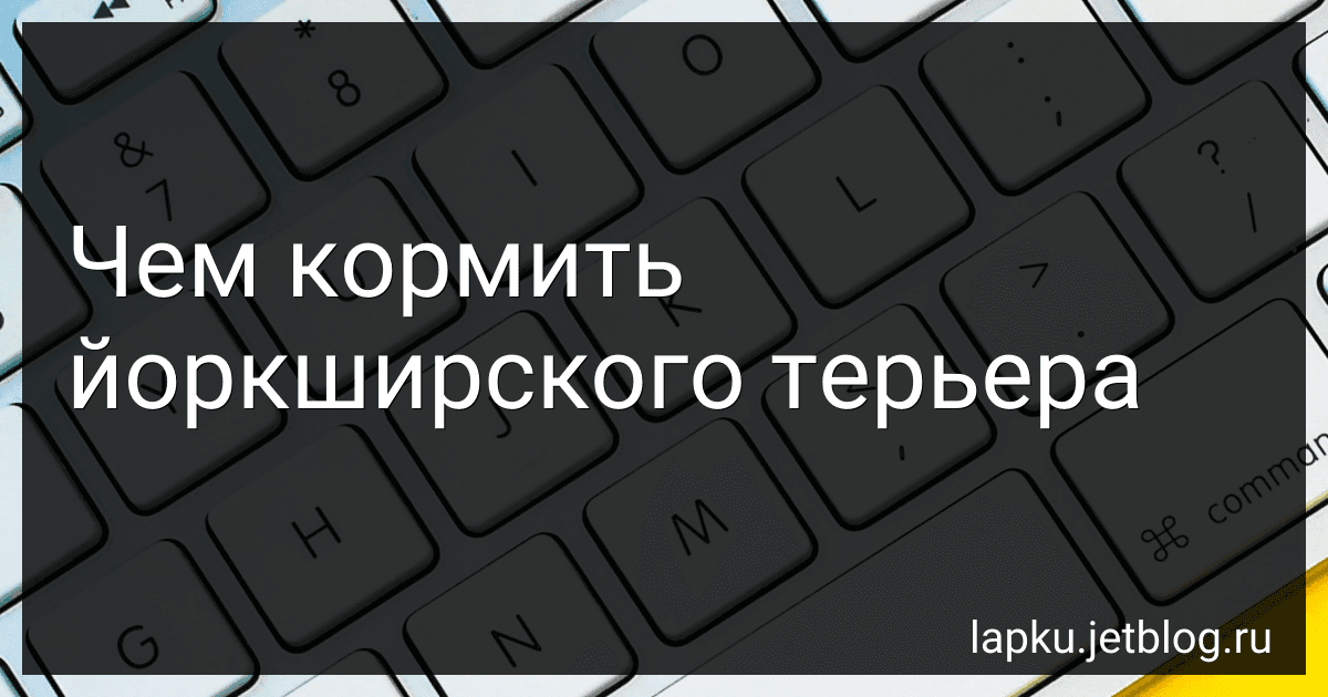 Чем кормить йоркширского терьера preview