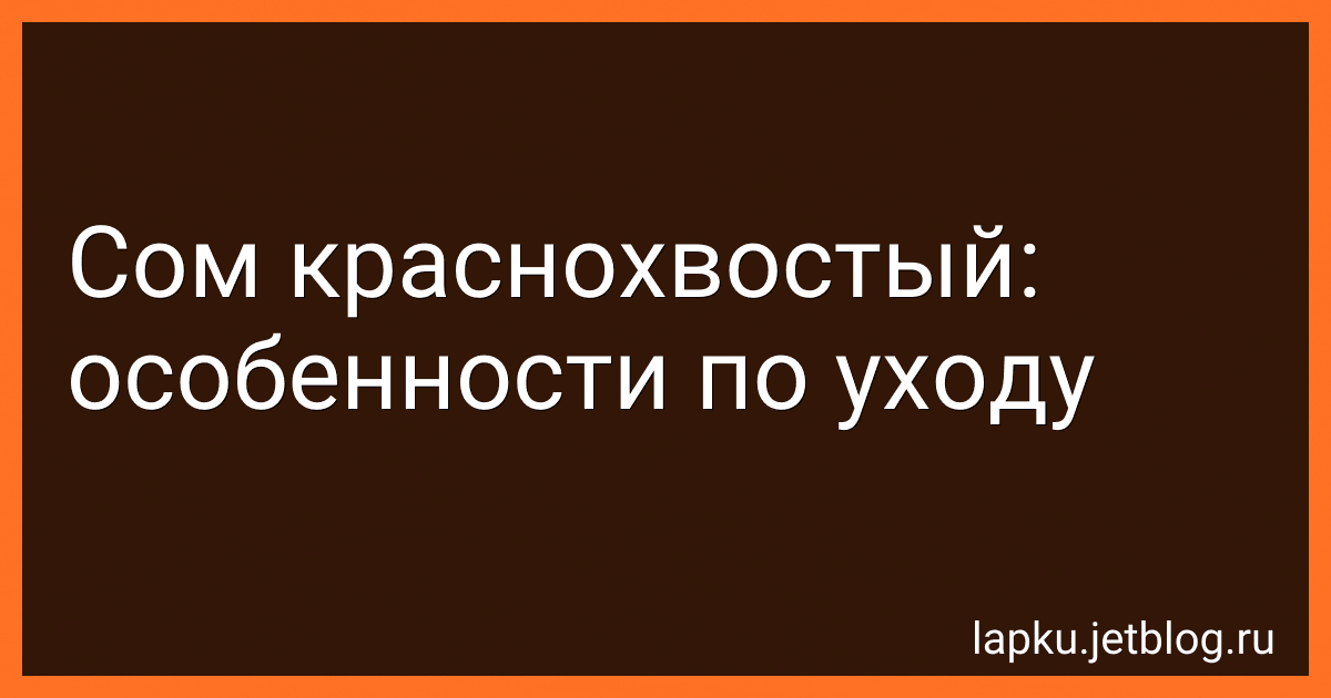 Сом краснохвостый: особенности по уходу image