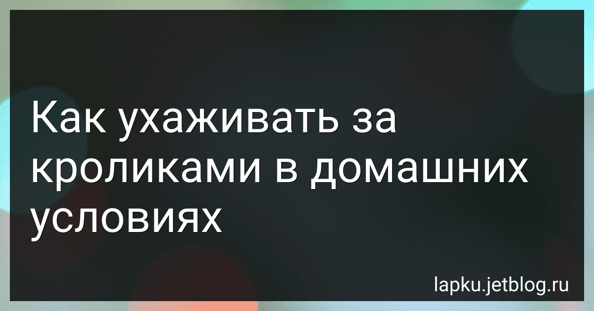 Как ухаживать за кроликами в домашних условиях image