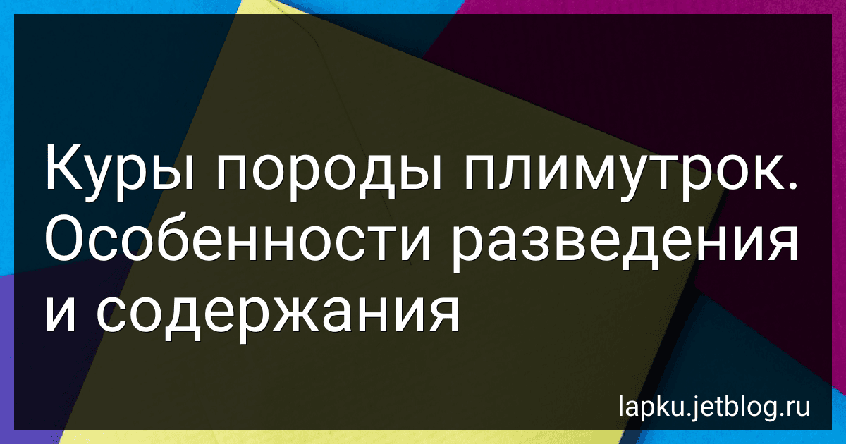 Куры породы плимутрок. Особенности разведения и содержания image