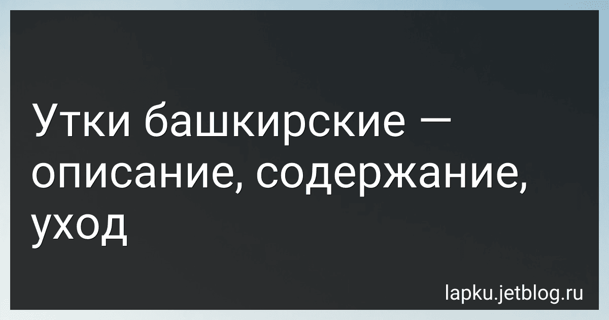 Утки башкирские - описание, содержание, уход image