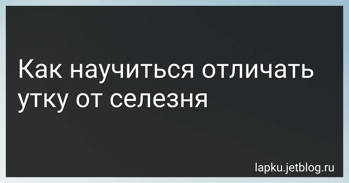 Как научиться отличать утку от селезня image