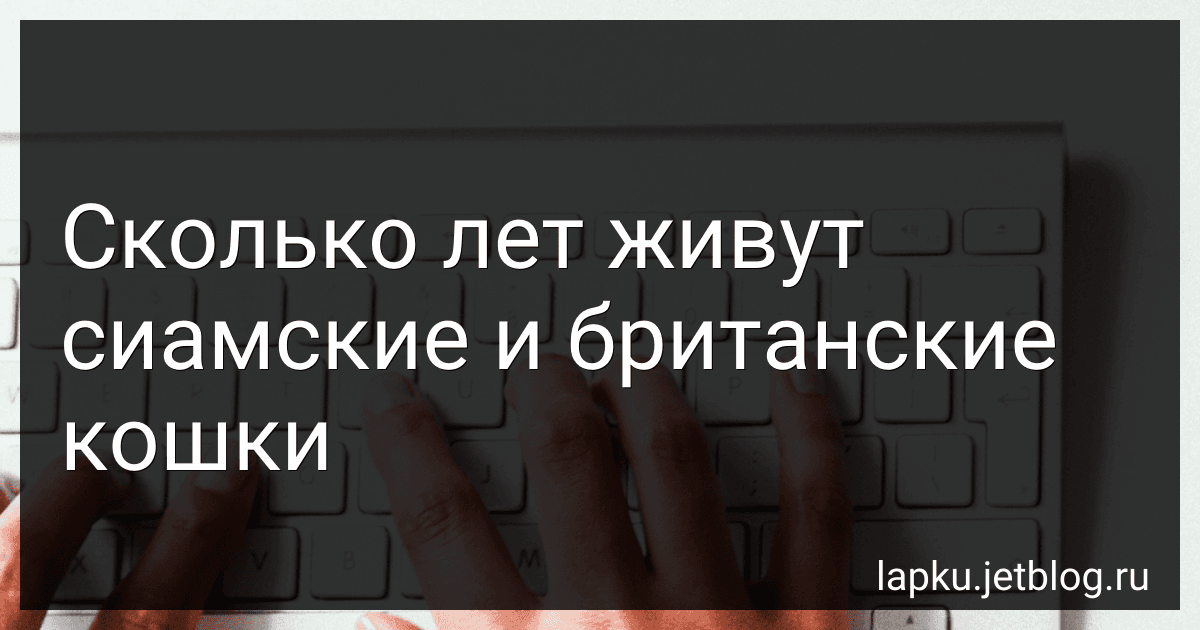 Сколько лет живут сиамские и британские кошки image