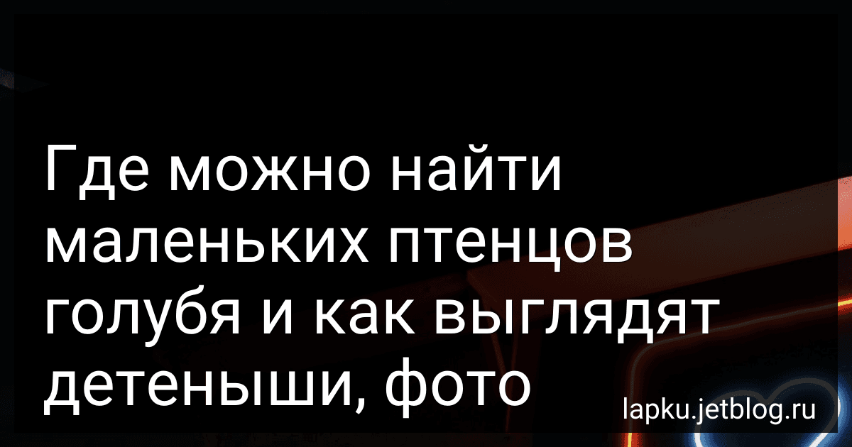Где можно найти маленьких птенцов голубя и как выглядят детеныши, фото preview