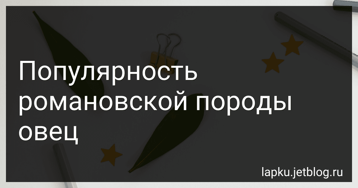 Популярность романовской породы овец image
