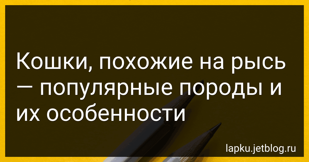 Кошки, похожие на рысь - популярные породы и их особенности image