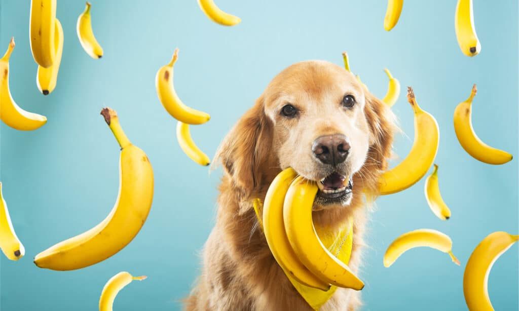 Can a Dog Eat Banana Chips? preview