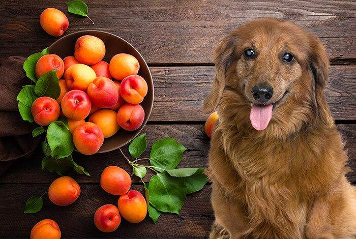 Can Dogs Eat Apricot Jam? image