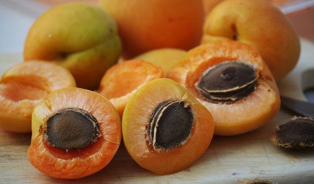 Can Dogs Eat Apricot Seeds? preview