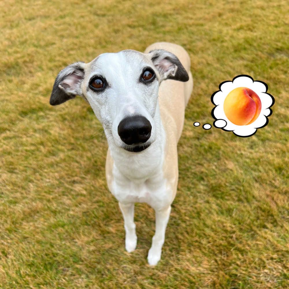 Can Dogs Eat Apricots with Chicken? image