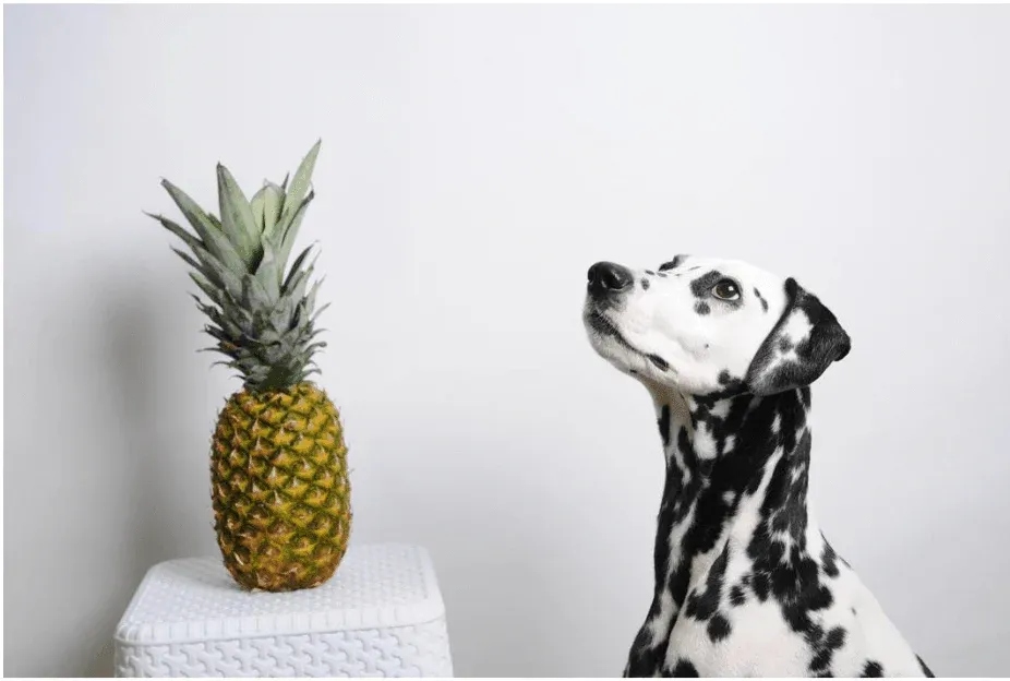 Can Dogs Eat Canned Pineapple? preview