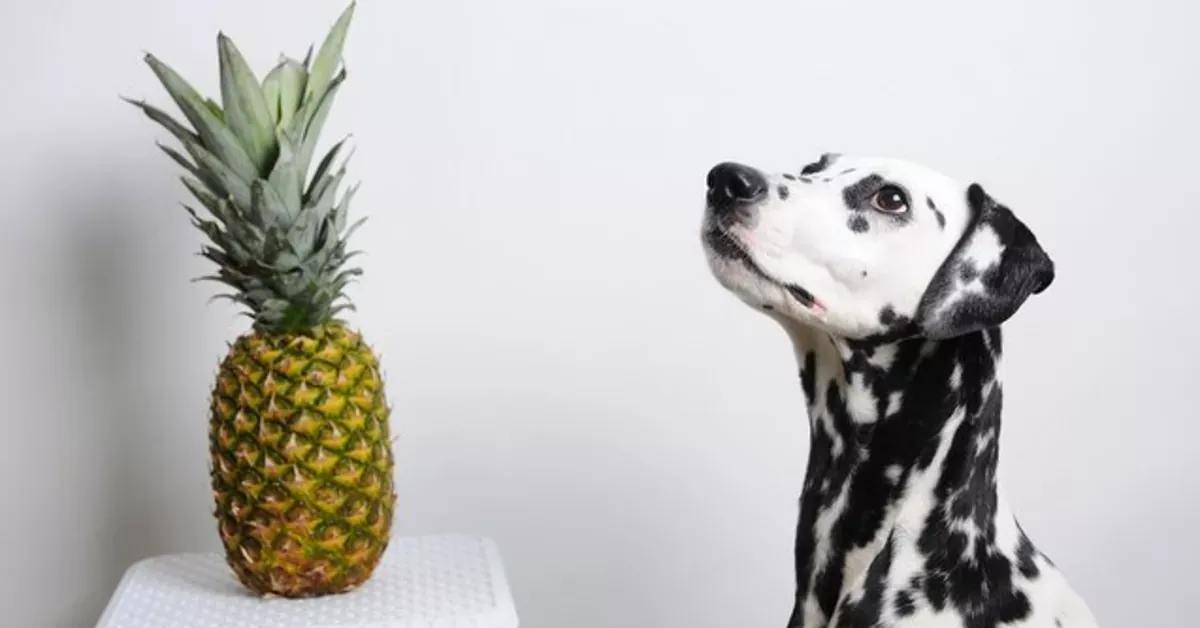 Can Dogs Eat Crushed Pineapple? preview
