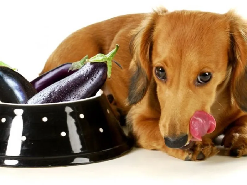 Can Dogs Eat Fresh Eggplant? preview