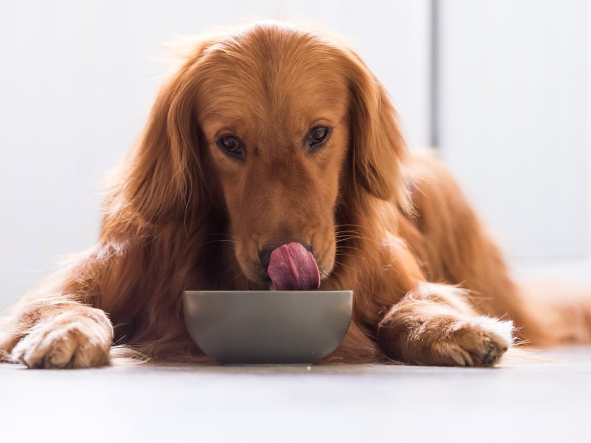 Can Dogs Eat Spicy Eggplant? image
