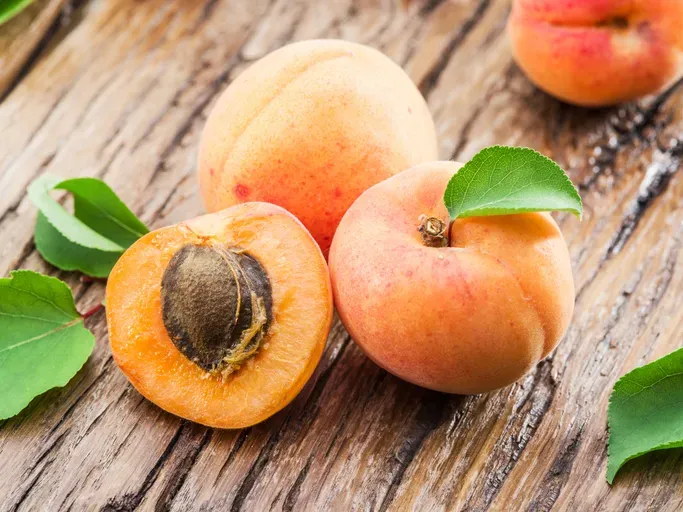 Can Dogs Eat Turkish Apricots? image