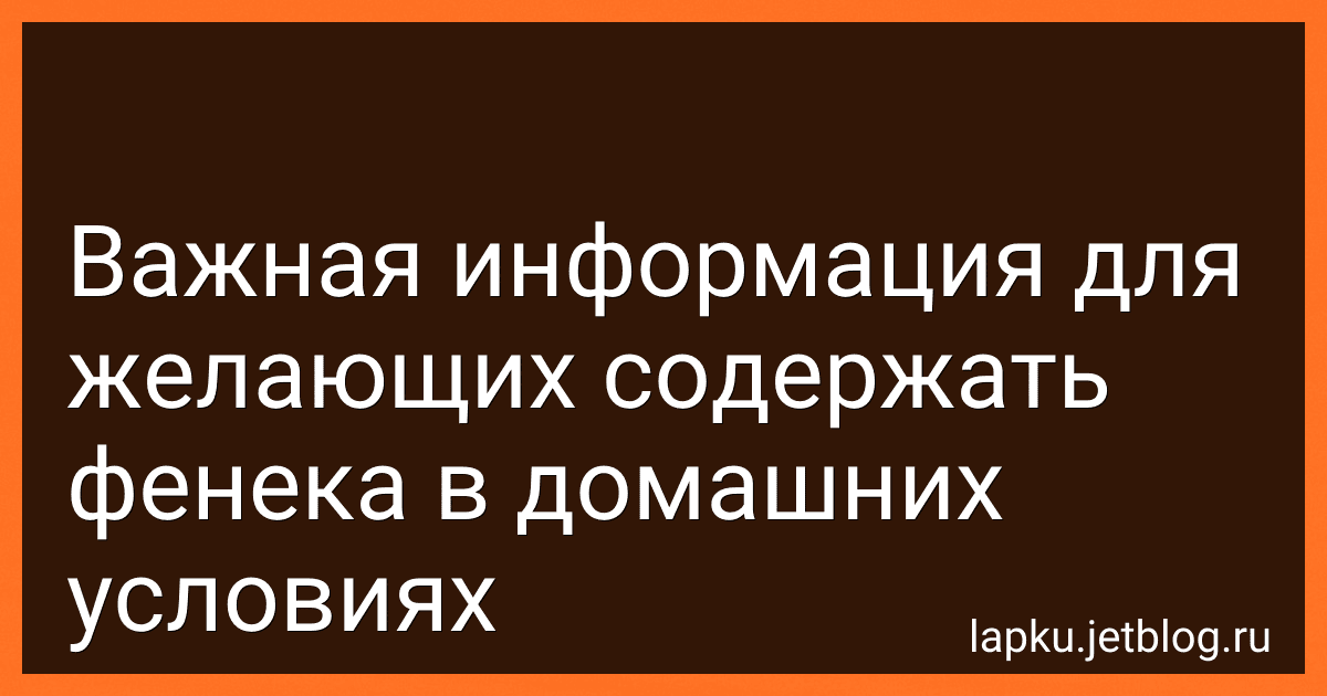Важная информация для желающих содержать фенека в домашних условиях image