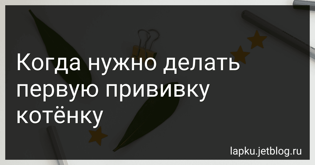 Когда нужно делать первую прививку котёнку image