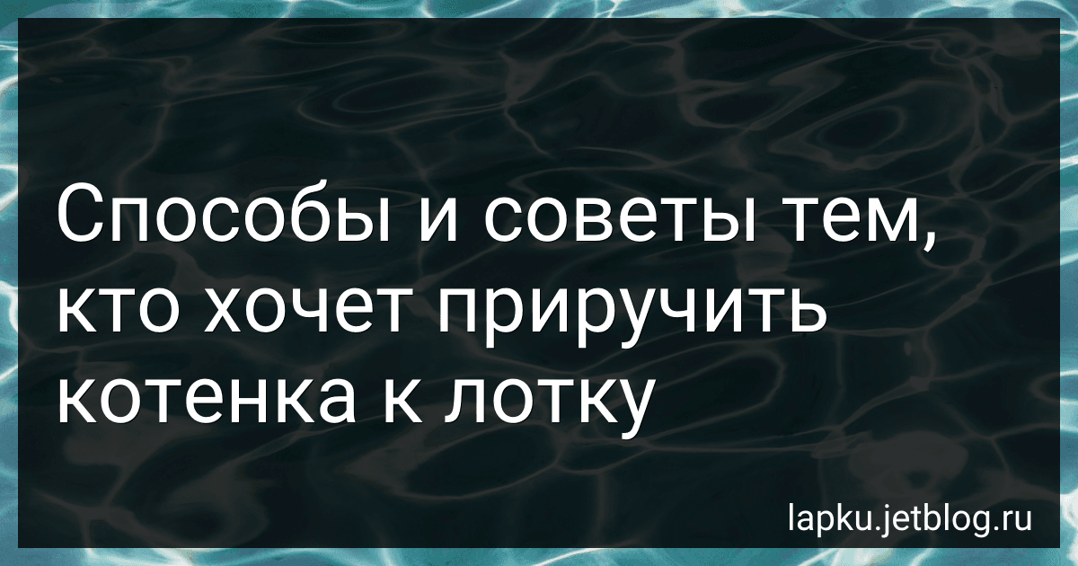 Способы и советы тем, кто хочет приручить котенка к лотку image